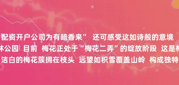 配资开户公司为有暗香来”  还可感受这如诗般的意境      图/广州石门国家森林公园  目前  梅花正处于“梅花二弄”的绽放阶段  这是梅花开放最灿烂的时期  洁白的梅花簇拥在枝头  远望如积雪覆盖山岭  构成独特的岭南“香雪”奇观  地址：石门国家森林公园  赏花期：预计持续至2026年1月中旬  广州各处的梅花已陆续绽放  趁着假期  约上亲朋好友  出门“赏雪”吧！  来源：中国广州发布