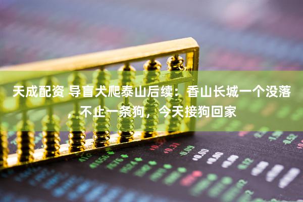 天成配资 导盲犬爬泰山后续：香山长城一个没落，不止一条狗，今天接狗回家